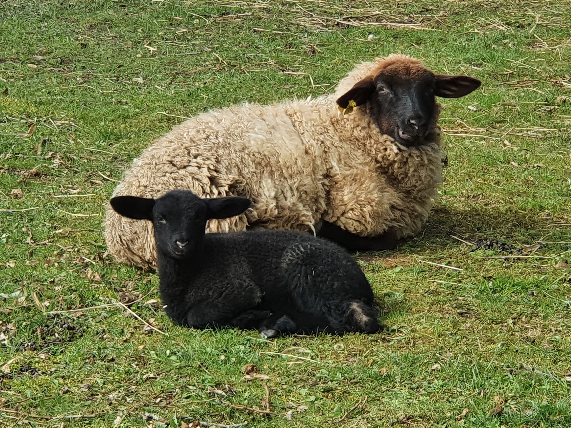 Tiere am Schloss Wolfersdorf