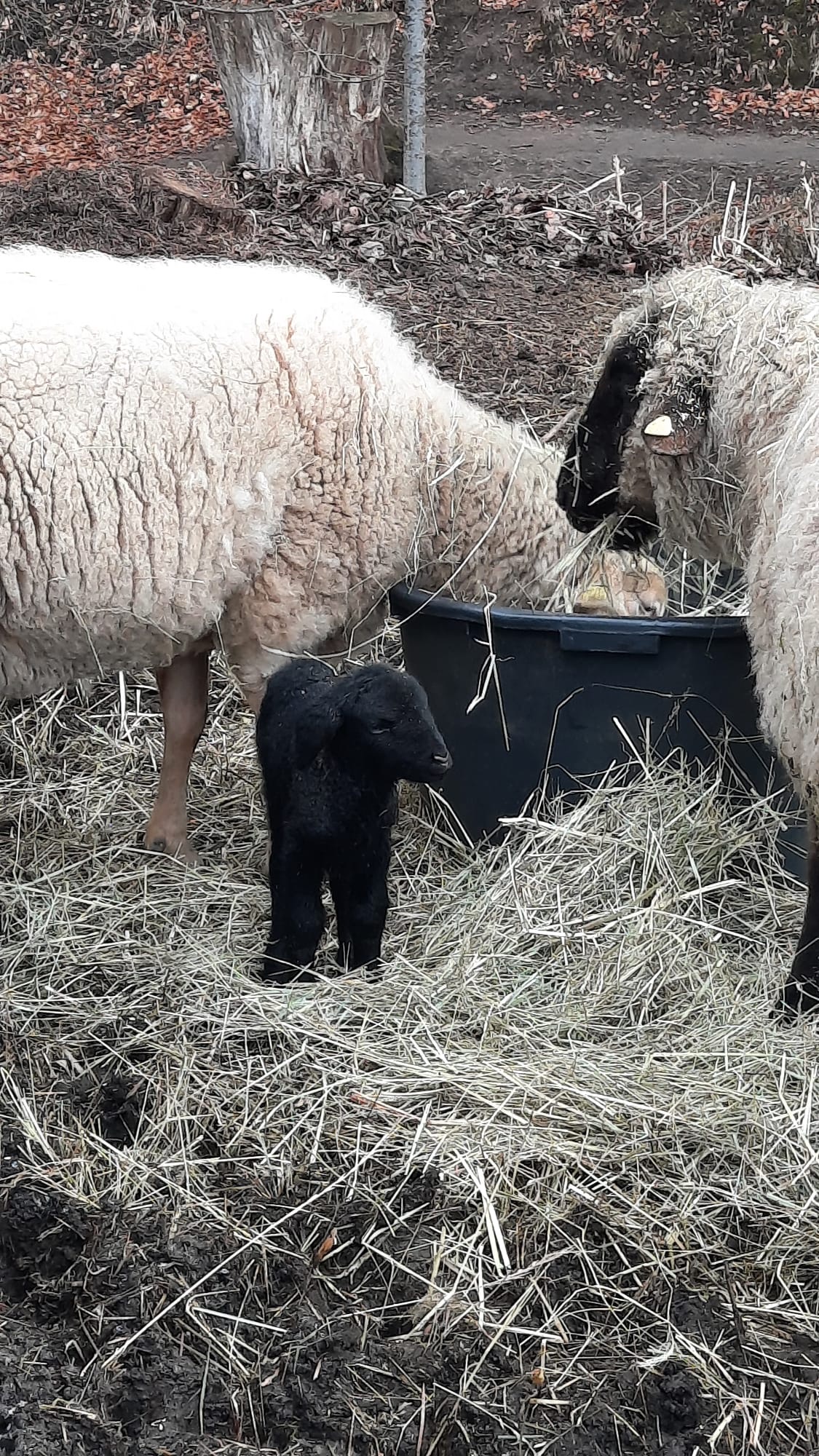 Tiere am Schloss Wolfersdorf