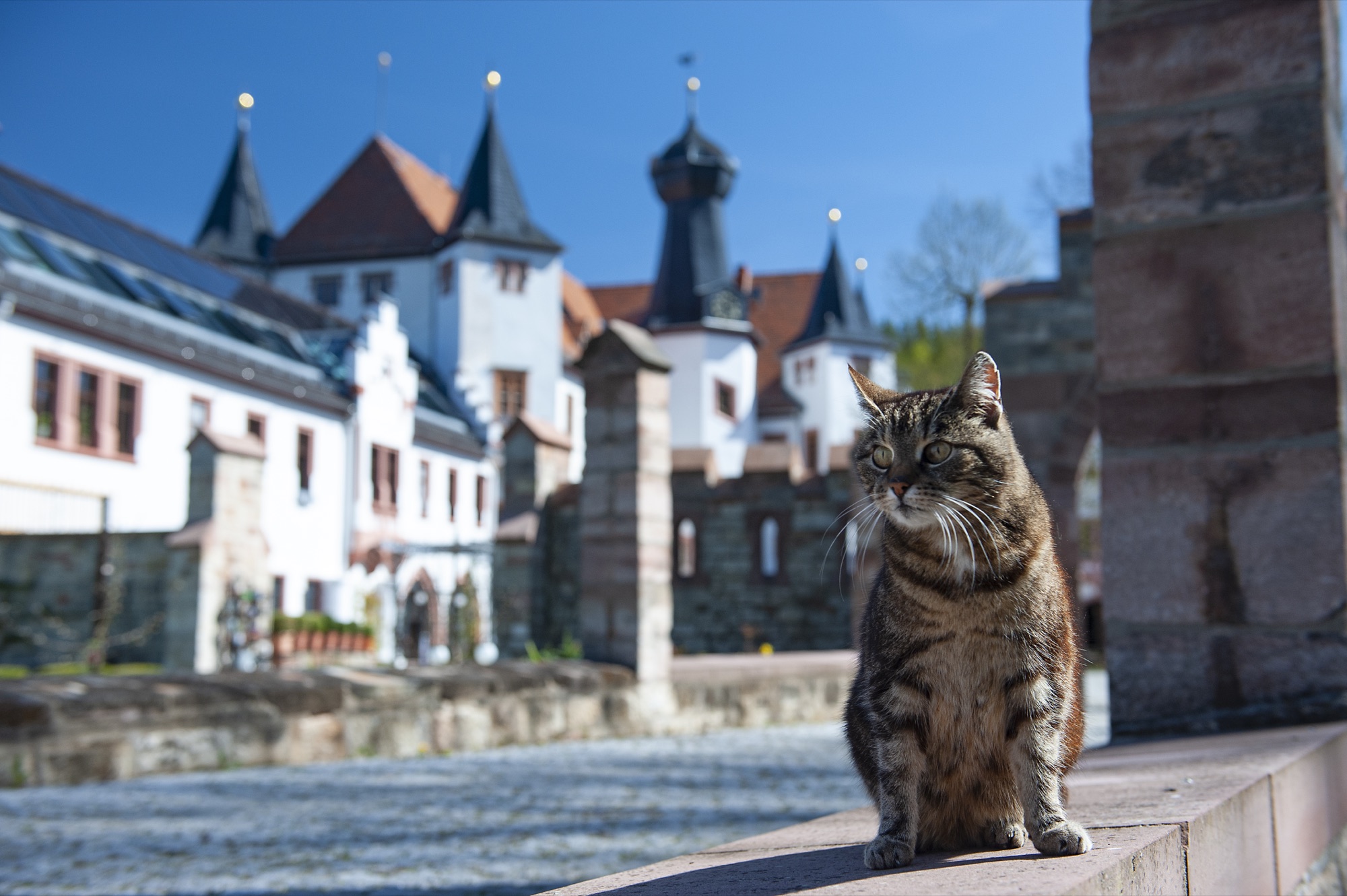 Tiere am Schloss Wolfersdorf