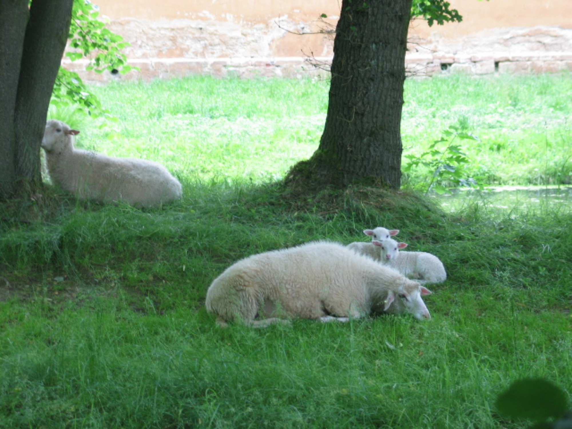 Tiere am Schloss Wolfersdorf